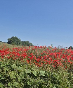 Natur pur