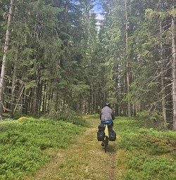 und wieder wald wege